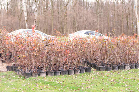 Seedlings of the bubble-bearing plant in pots before planting. Preparation of landscaping in the city. autumn planting.の写真素材
