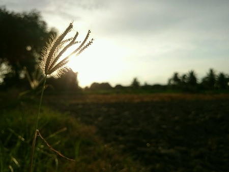 sunset sceneryの素材