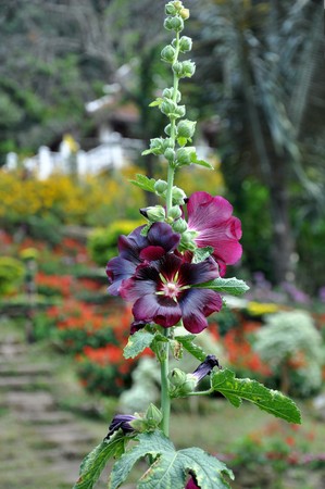 flower1の写真素材