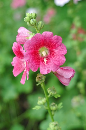 flower14の写真素材