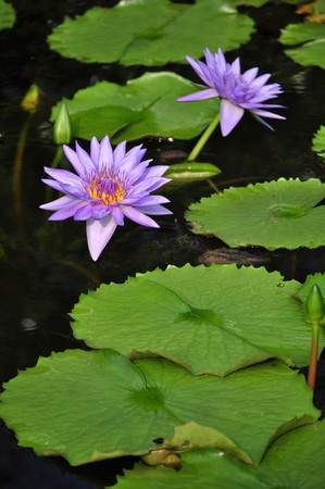 flower17の写真素材