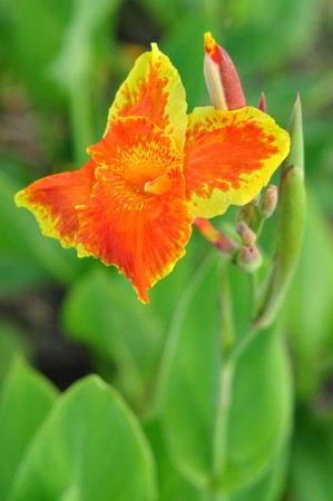 flower16の写真素材
