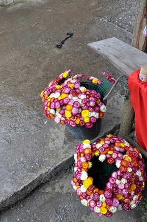 flower10の写真素材