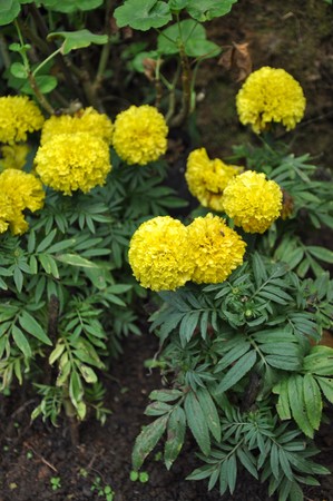 flower9の写真素材