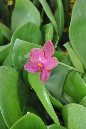 flower17の写真素材
