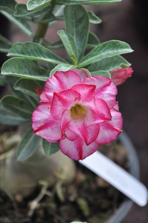flower18の写真素材