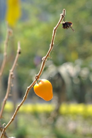 Mickey Mouse flower2の写真素材