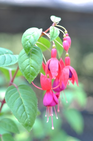 interesting flower1の写真素材