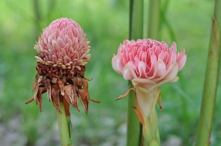 flower16の写真素材