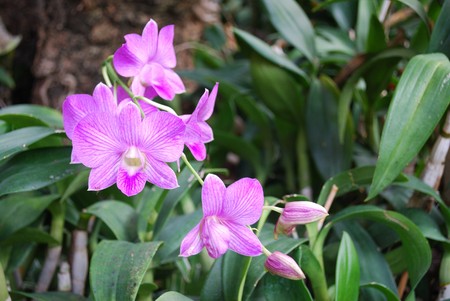 Orchid2の写真素材