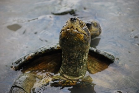 Turtle2の写真素材