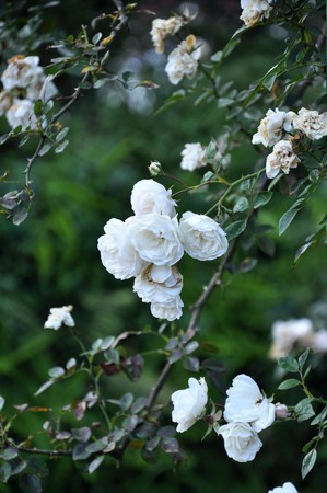 Rose4の写真素材