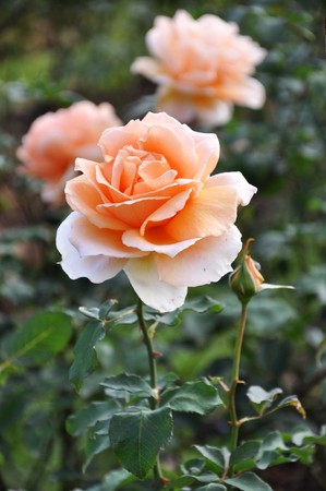 Rose3の写真素材