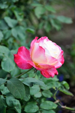 Rose1の写真素材