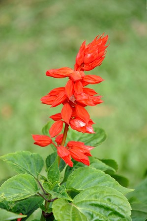 flower22の写真素材