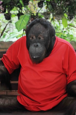 Orangutanの写真素材