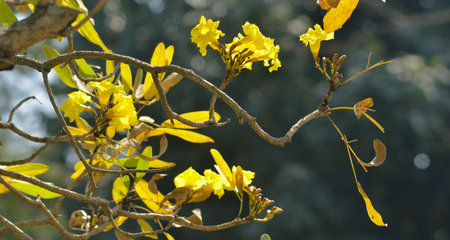yellow palas flower on spring