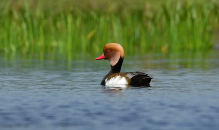 red crested pochard in a lake
