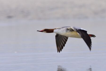 marganser in flyingの写真素材