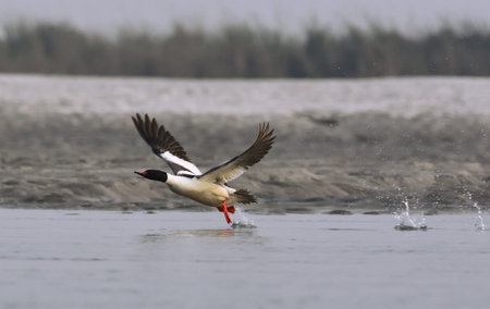 a marganser in fly