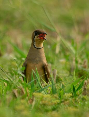 pratincol bird on habitat for nestingの写真素材