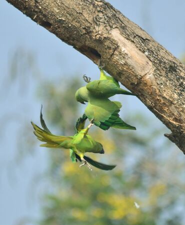 rose ringed parakeet in fightの写真素材