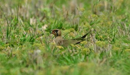 pratincole in fieldの写真素材