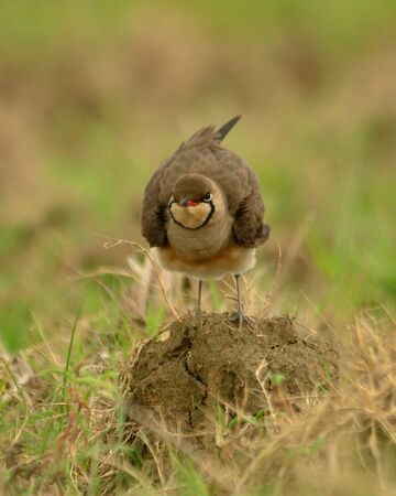 orienntal pratincole in habitatの写真素材