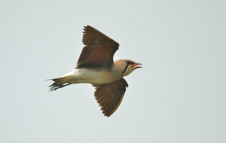 orienntal pratincole in habitat want to fly
