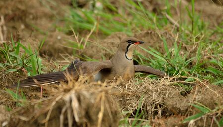 pratincole in habitat. orienntal pratincole in habitatの写真素材