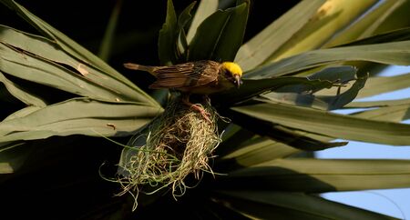 weaver nest on plum tree for nesting.の写真素材