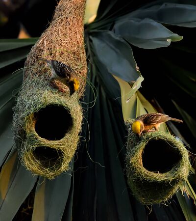weaver nest on plum tree for nesting.の写真素材