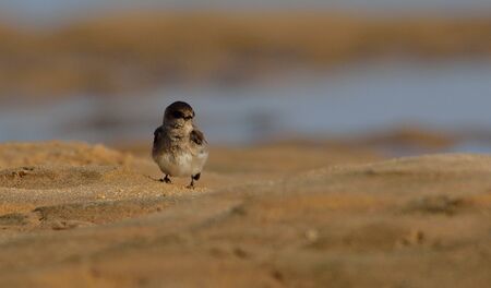 grey throated sand martinの写真素材