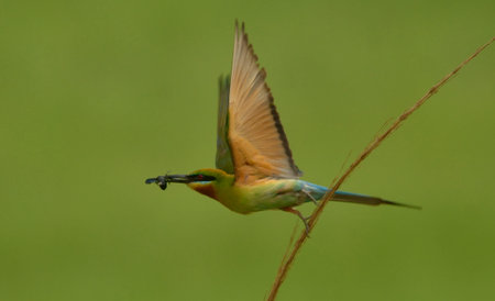 blue tail bee eater in habitat for food search