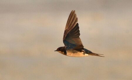 barn swallow bird in habitat for food searchの写真素材