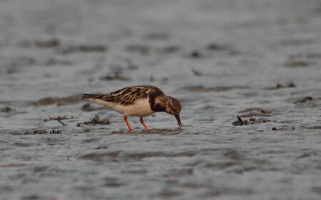 ruddy turnstone bird in habitat for food searchの写真素材