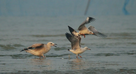 gull bird in habitat for food search