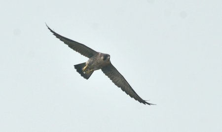 peregrine falcon in fly for food