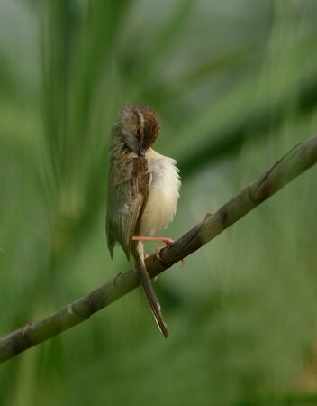 prinia bird in perchの写真素材