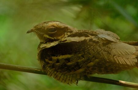 long tail nightjarの写真素材