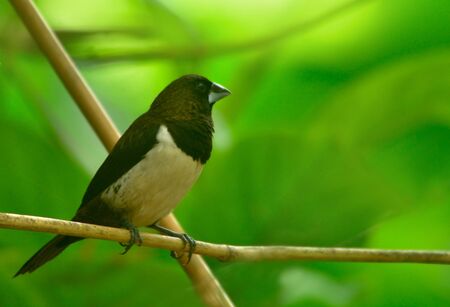 white rumped muniaの写真素材