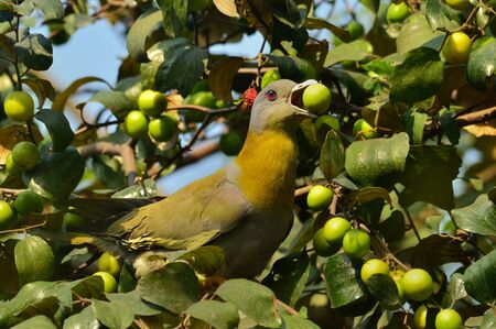 yellow footed green pegionの写真素材
