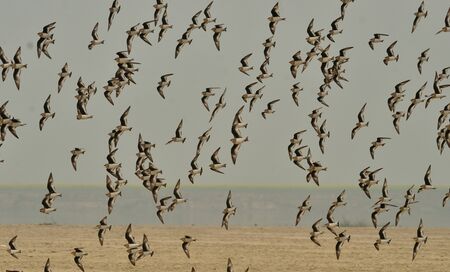 small pratincole bird in a groupの写真素材