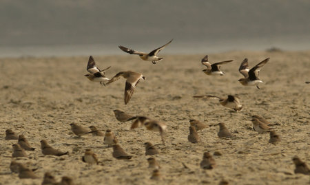 small pratincole bird in a groupの写真素材