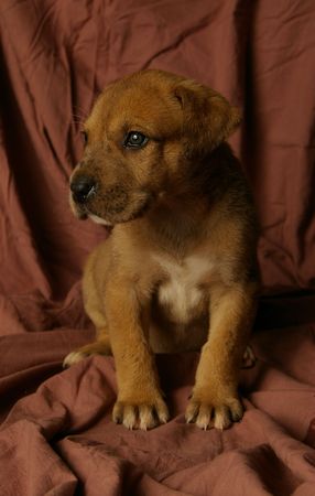 A thoughtful looking puppy in a portrait setting.の写真素材