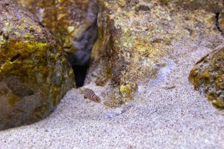 The pindani (Pseudotropheus socolofi) is a species of cichlid endemic to Lake Malawi preferring areas with sandy substrates and nearby rocks where the males establish their territories.の写真素材