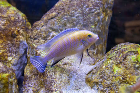 The pindani (Pseudotropheus socolofi) is a species of cichlid endemic to Lake Malawi preferring areas with sandy substrates and nearby rocks where the males establish their territories.の写真素材