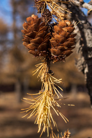 Pine cones on conifer tree nin autumnの写真素材