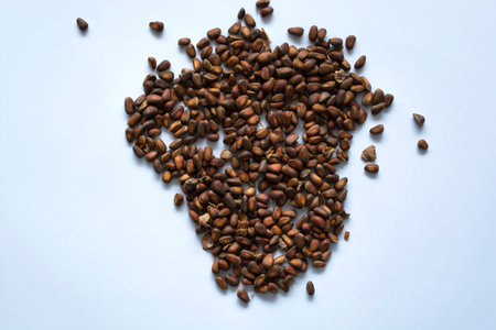 Cedar nut on white background.の写真素材