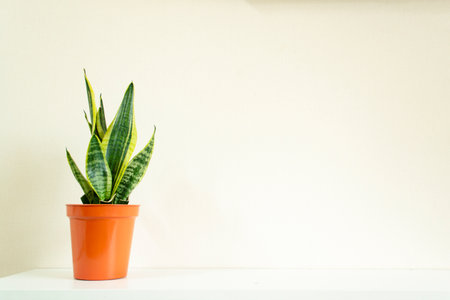 Beautiful sansevieria plant in pot on white tableの写真素材